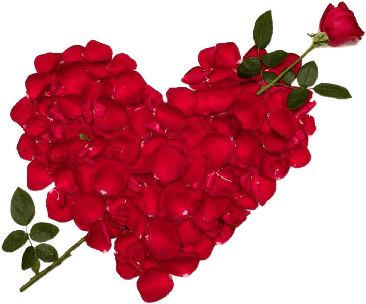 Rose Valentines Love Day Download Free Image Transparent PNG Image