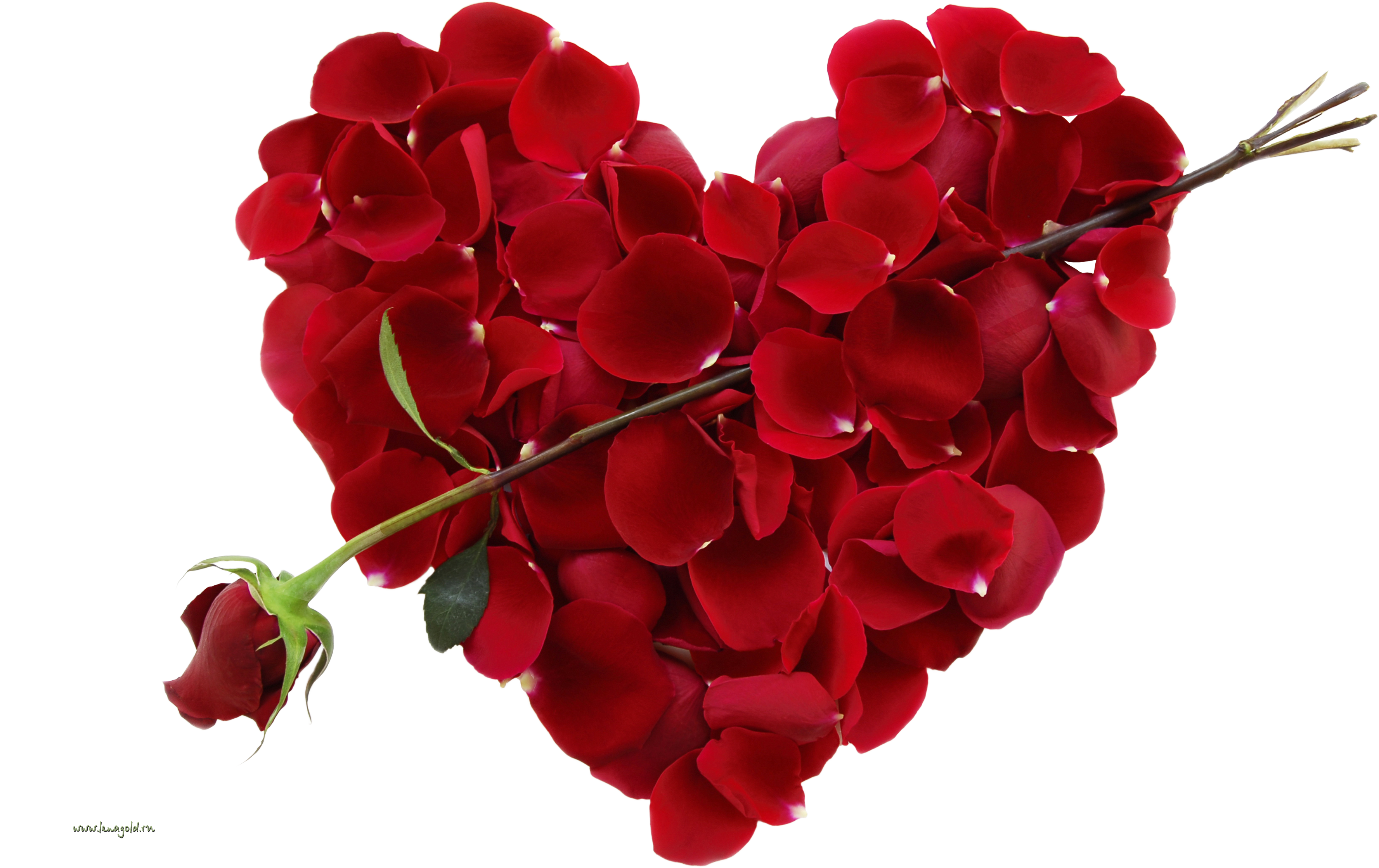 Rose Valentines Love Day Free Clipart HQ Transparent PNG Image