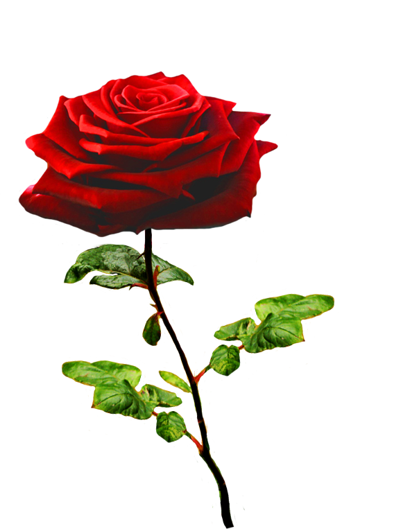 Rose Valentines Day Red Free HQ Image Transparent PNG Image