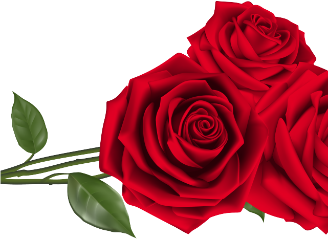 Rose Valentines Day Red Photos Transparent PNG Image