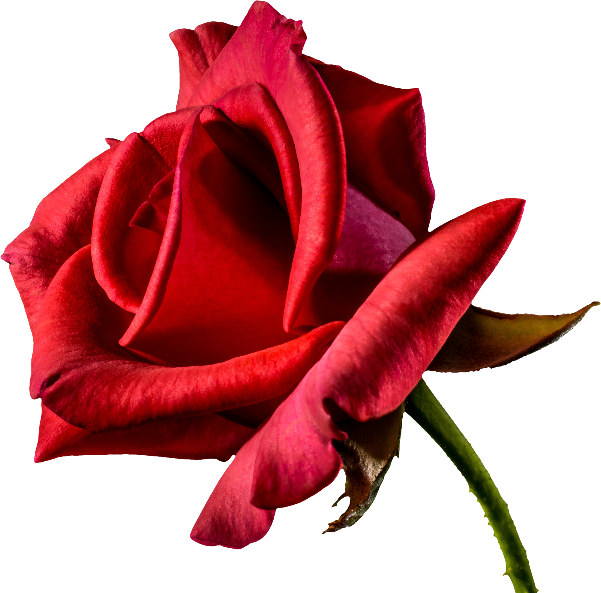 Rose Valentines Day Red Free Photo Transparent PNG Image