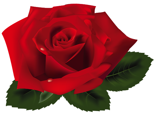 Rose Valentines Day Red Download HD Transparent PNG Image