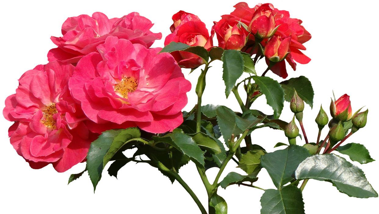 Rose Valentines Day PNG Free Photo Transparent PNG Image