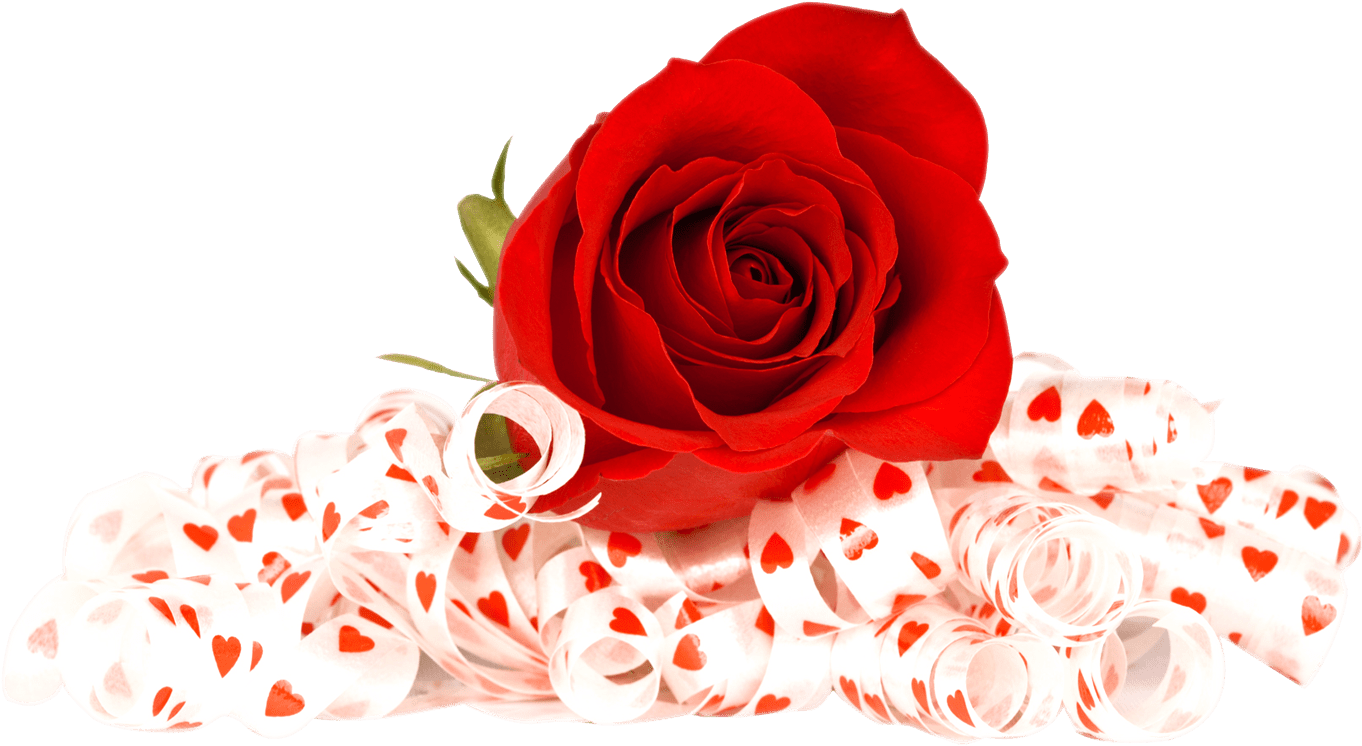 Rose Valentines Day Photos PNG Free Photo Transparent PNG Image