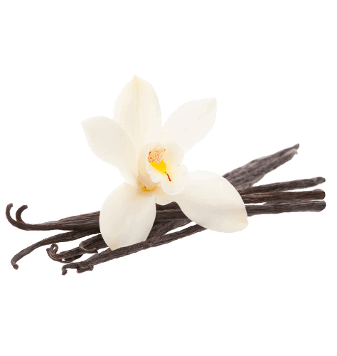 Vanilla Bean Free Download Transparent PNG Image