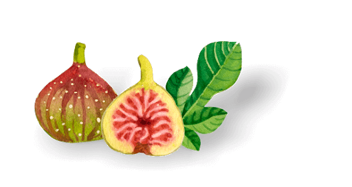 Vector Fig PNG File HD Transparent PNG Image