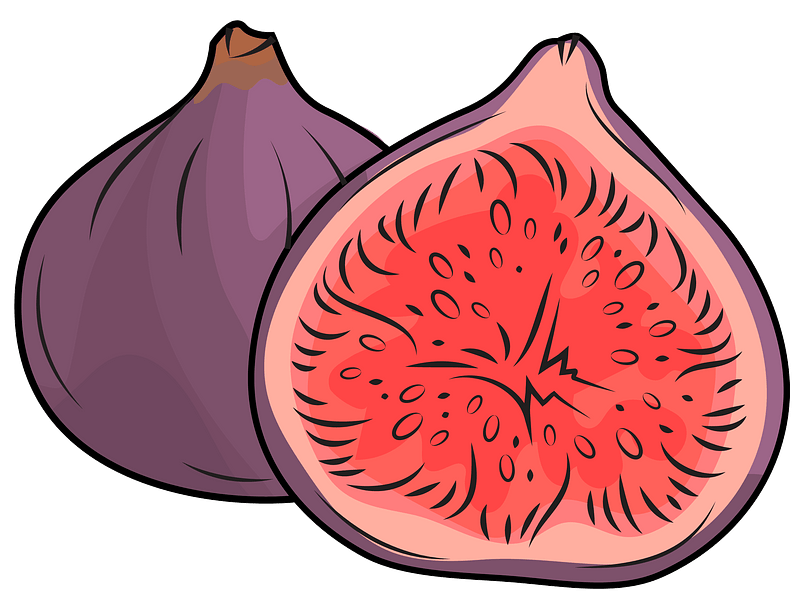 Vector Fig Free Download Image Transparent PNG Image