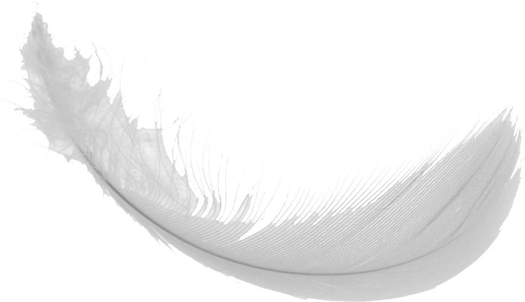 Feather Vector PNG Free Photo Transparent PNG Image