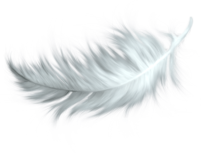 Feather Vector Pic Free Clipart HD Transparent PNG Image