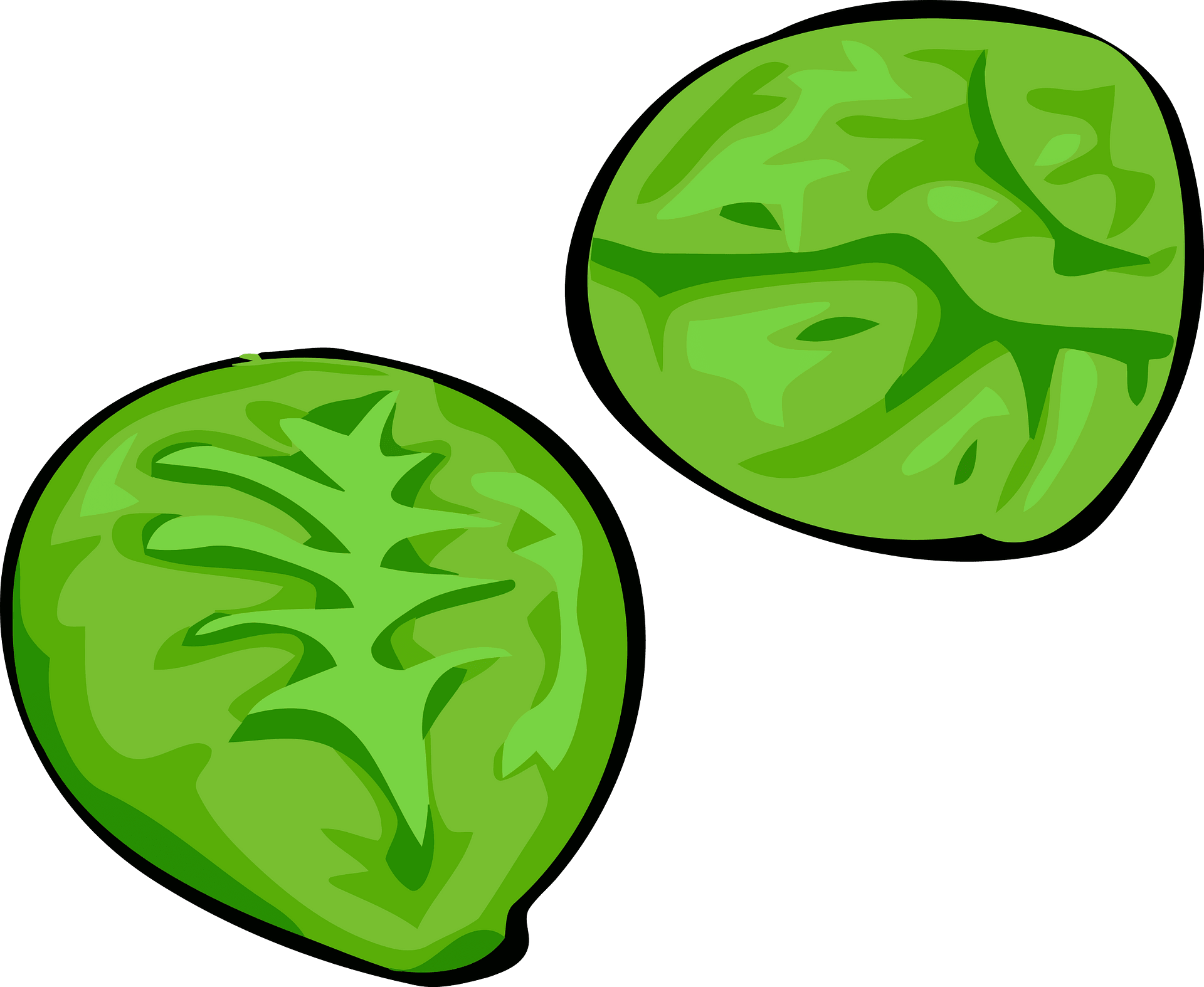 Sprouts Vector Brussels Free HQ Image Transparent PNG Image