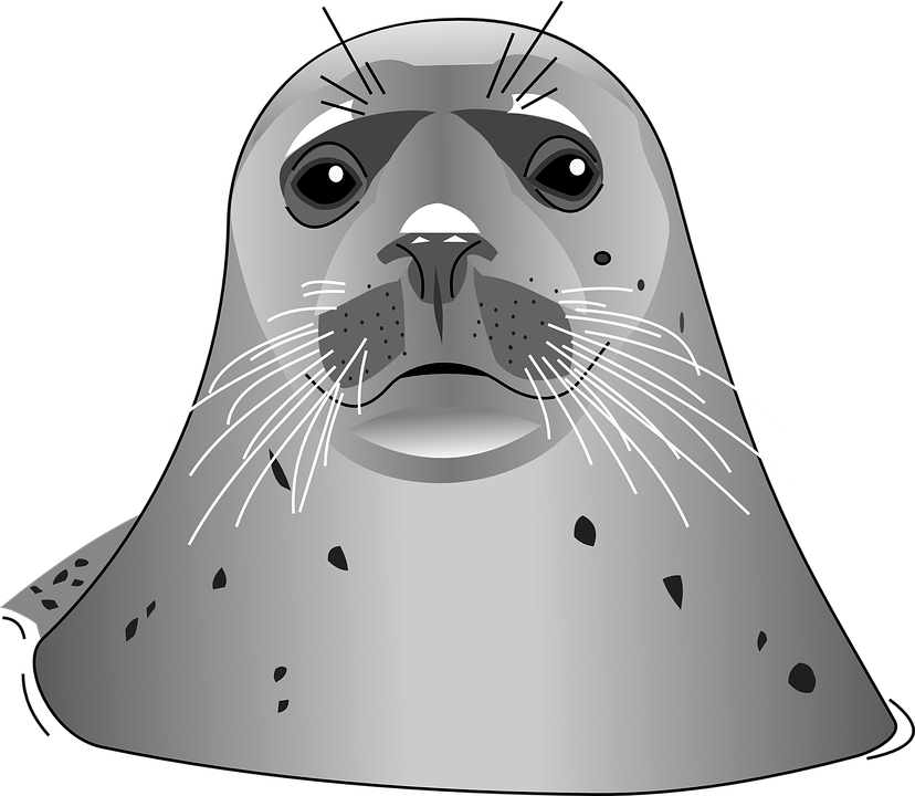 Harbor Vector Seal PNG Image High Quality Transparent PNG Image