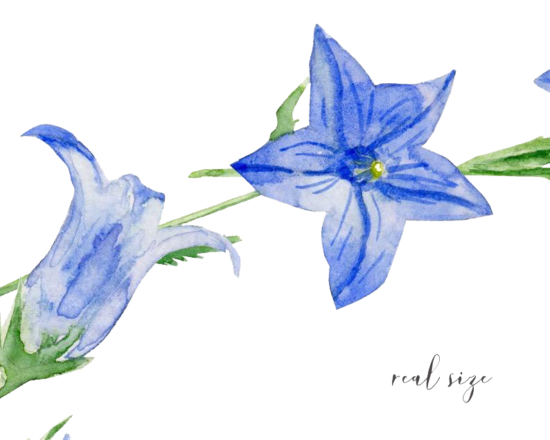 Vector Bluebells Free Photo Transparent PNG Image