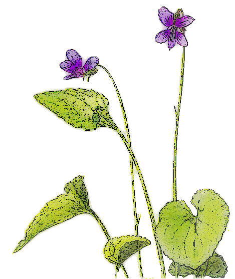 Violet Picture Transparent PNG Image