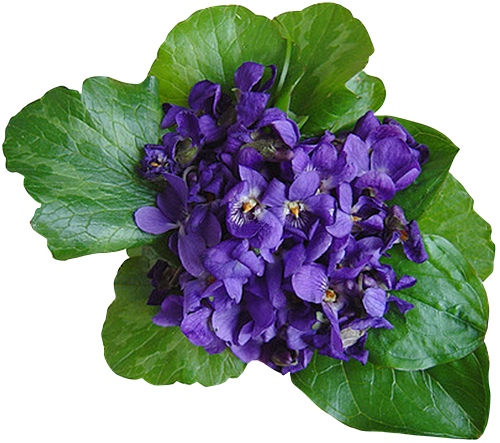 Violet Transparent Image Transparent PNG Image