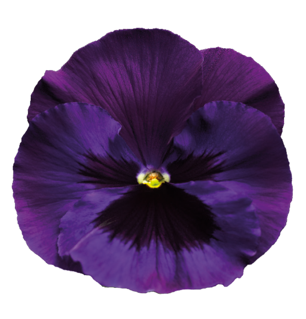 Violet Transparent Background Transparent PNG Image