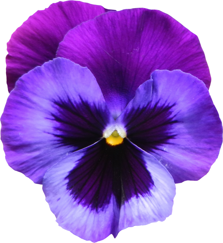 Violet Photos Transparent PNG Image