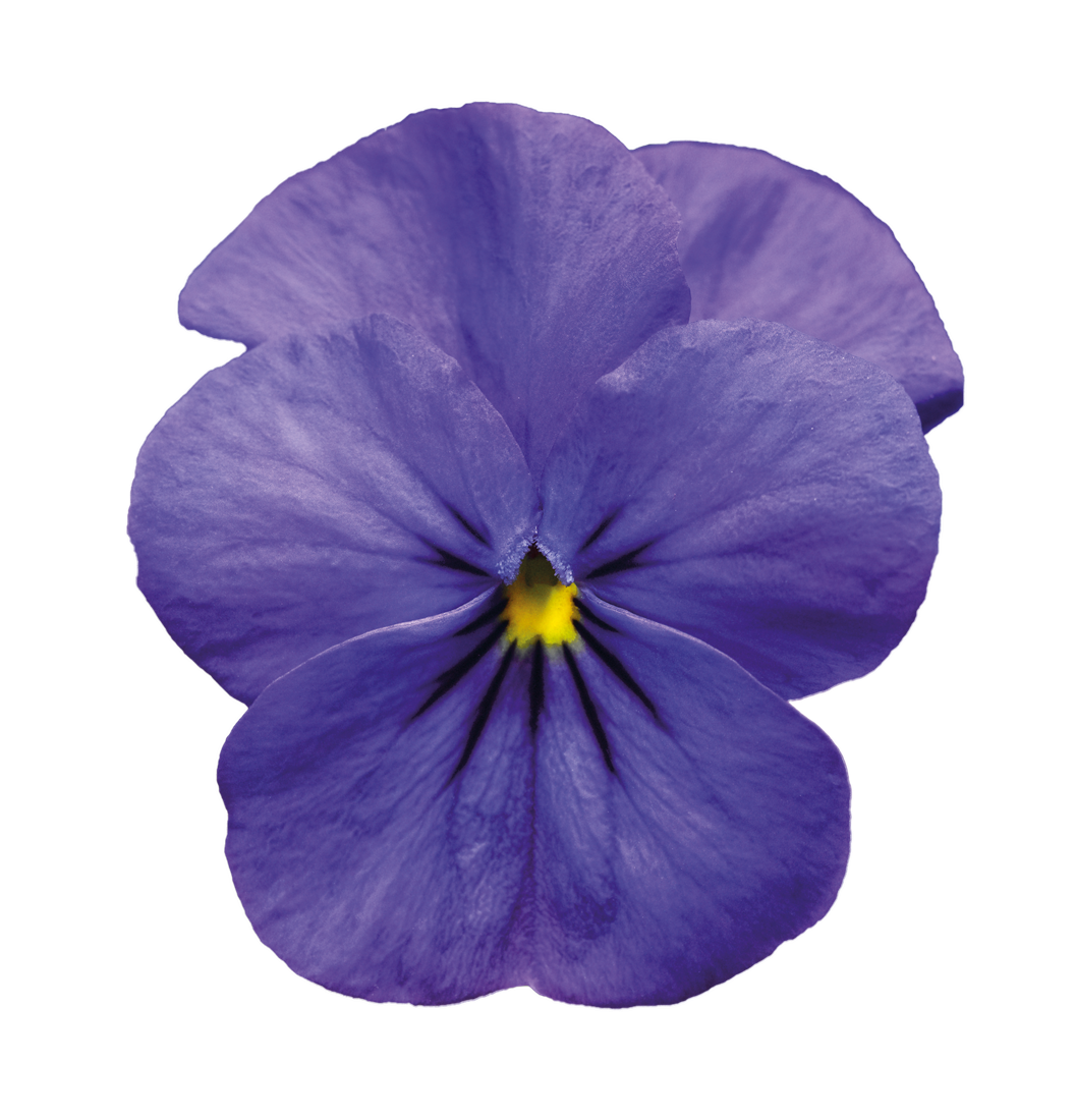 Violet Transparent PNG Image