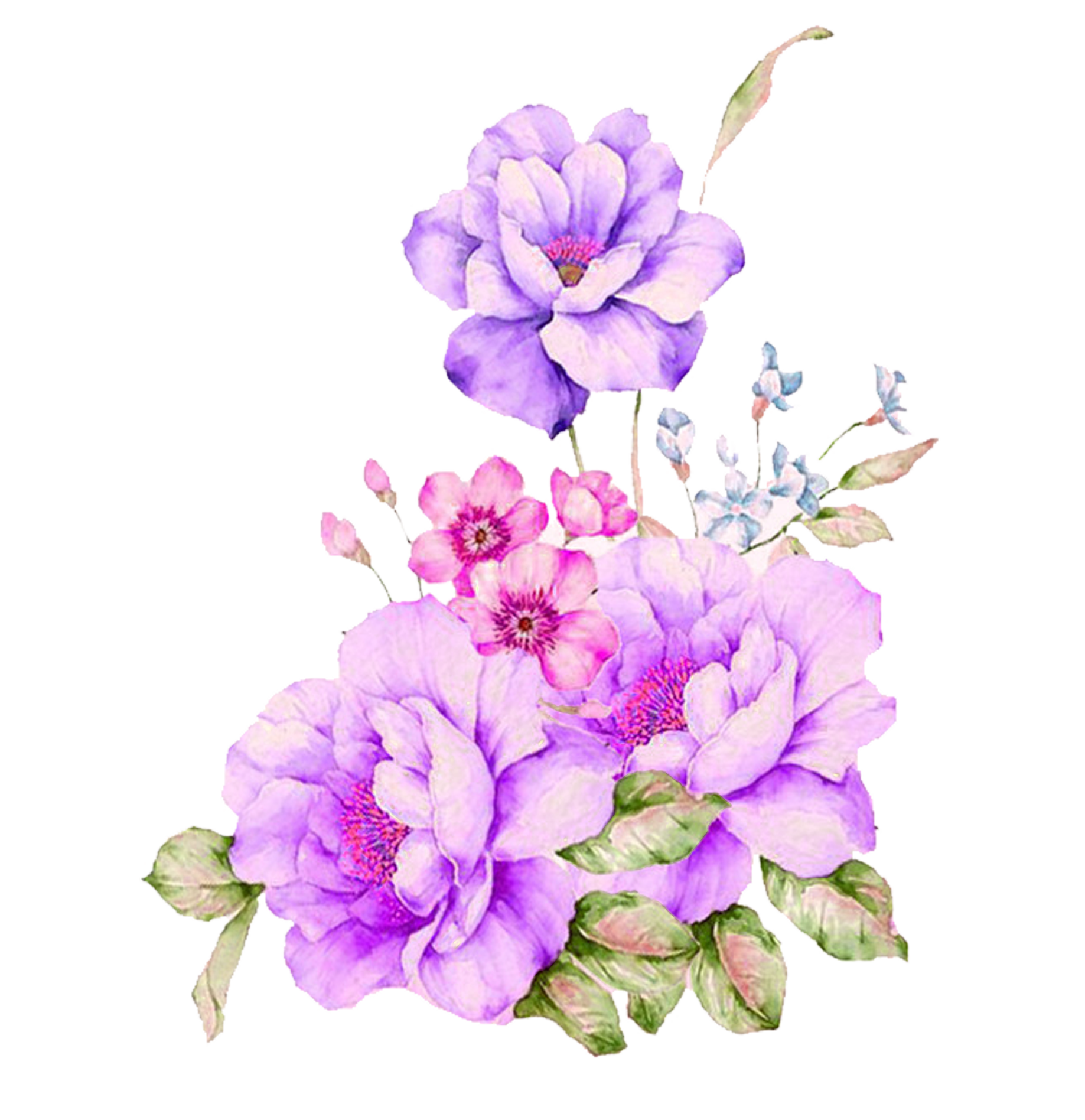 Plant Flower Watercolour Watercolor Flowers Painting Transparent PNG Image