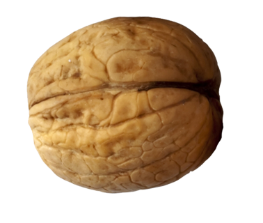 Walnut Png Picture Transparent PNG Image