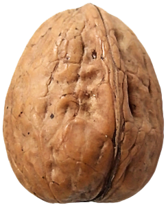 Walnut Png Clipart Transparent PNG Image