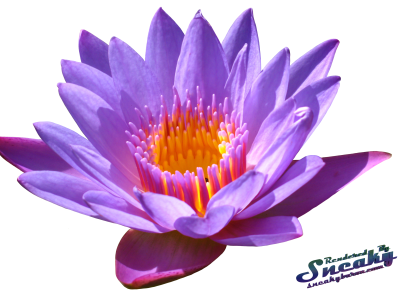 Water Lily Png Transparent PNG Image