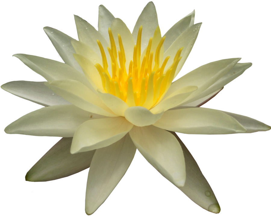 Water Lily Png Picture Transparent PNG Image