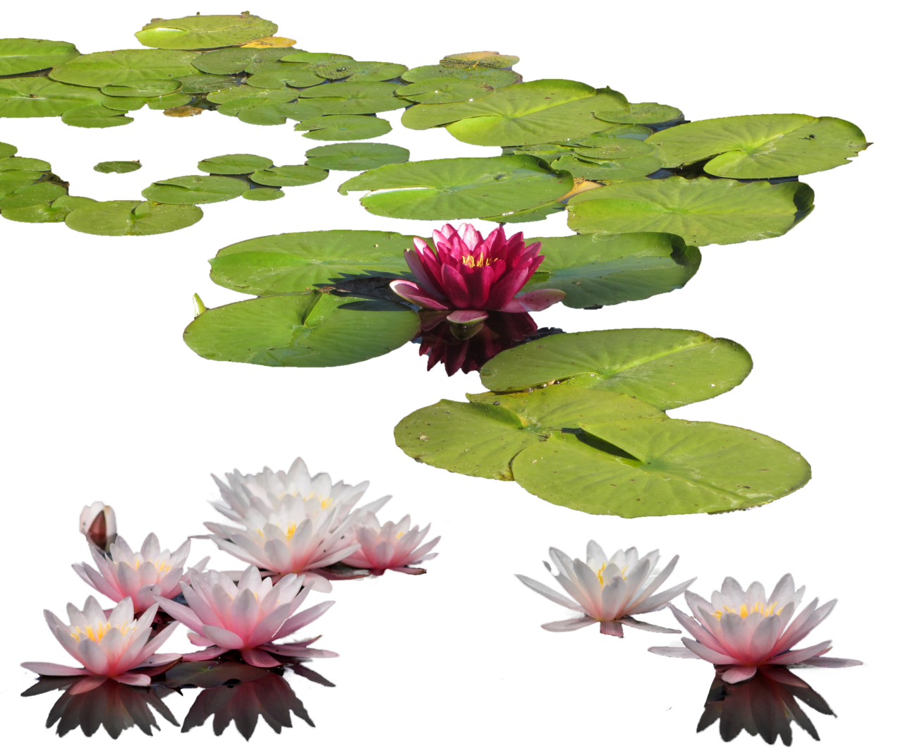 Water Lily Png Clipart Transparent PNG Image