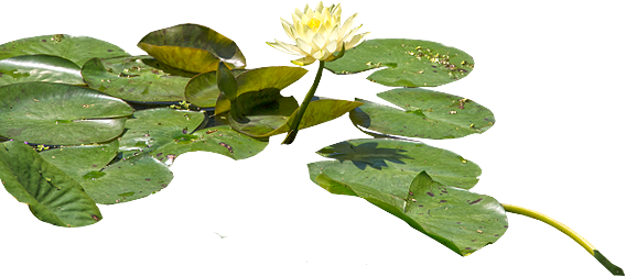 Water Lily Png Hd Transparent PNG Image