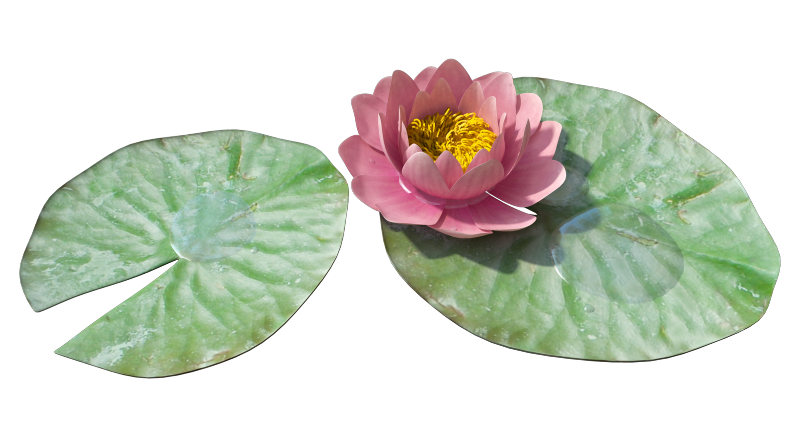 Water Lily Png Image Transparent PNG Image