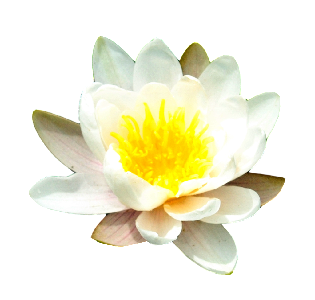 Water Lily Free Png Image Transparent PNG Image