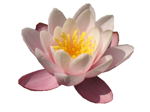 Water Lily Free Download Png Transparent PNG Image