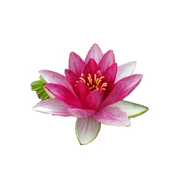 Water Lily Png File Transparent PNG Image