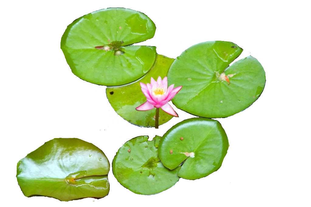 Water Lily Picture Transparent PNG Image