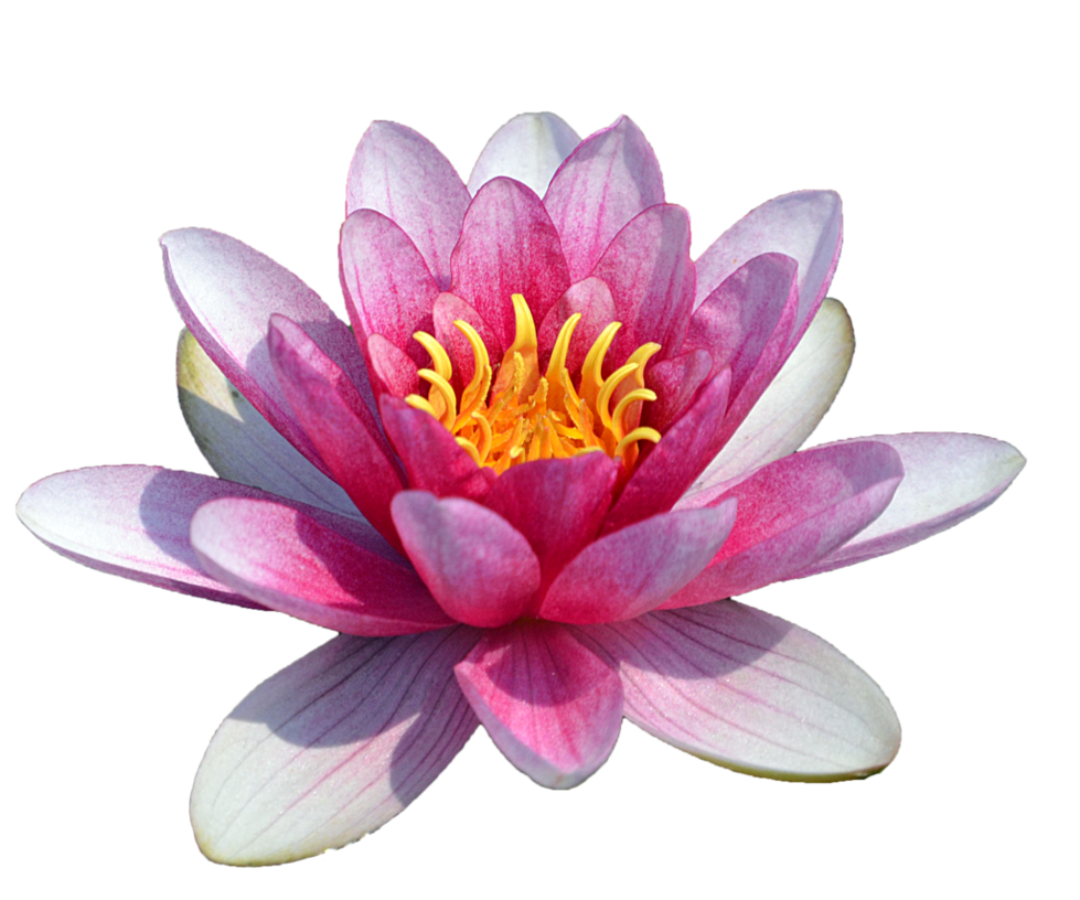 Water Lily Transparent Transparent PNG Image