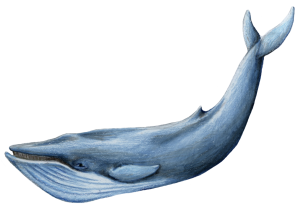 Blue Whale Photos Transparent PNG Image