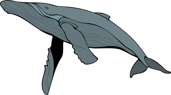 Blue Whale Free Download Transparent PNG Image