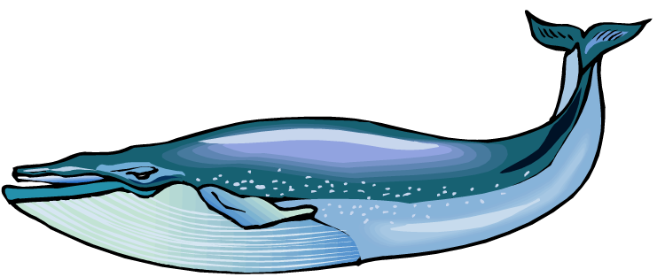 Blue Whale Hd Transparent PNG Image