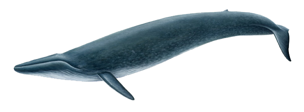 Blue Whale Picture Transparent PNG Image