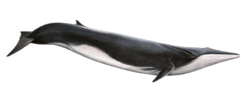 Blue Whale Transparent Background Transparent PNG Image