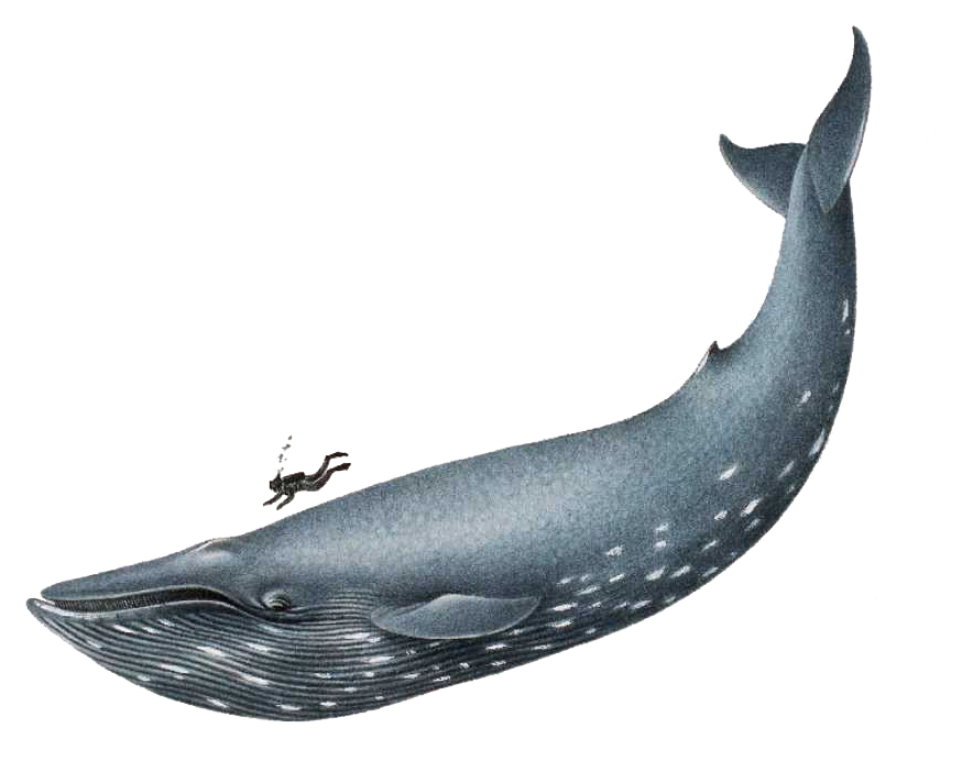 Blue Whale File Transparent PNG Image