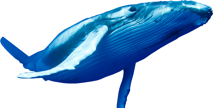 Blue Whale Transparent PNG Image