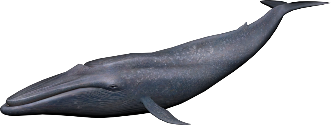 Blue Whale Image Transparent PNG Image