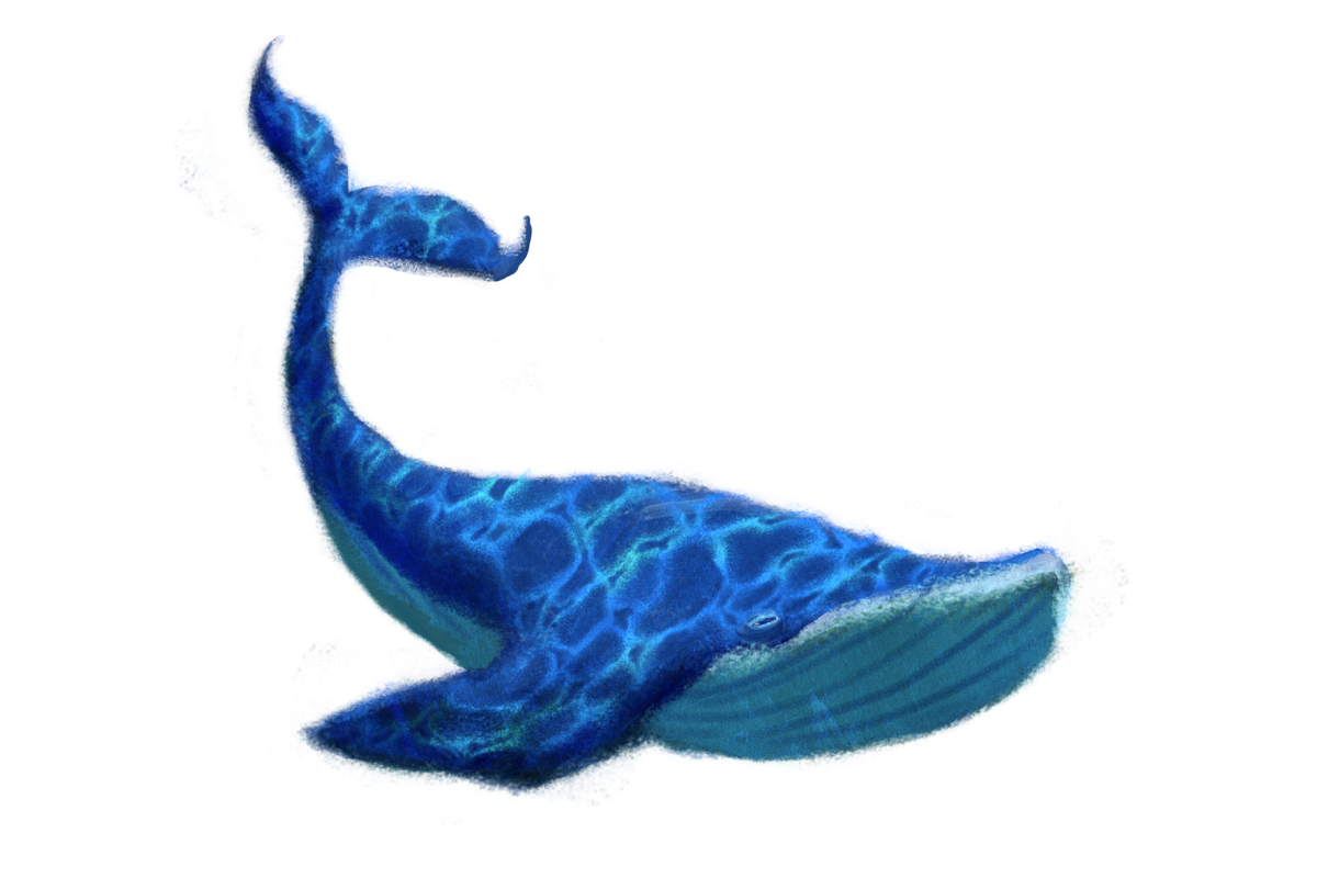 Blue Whale Transparent Image Transparent PNG Image