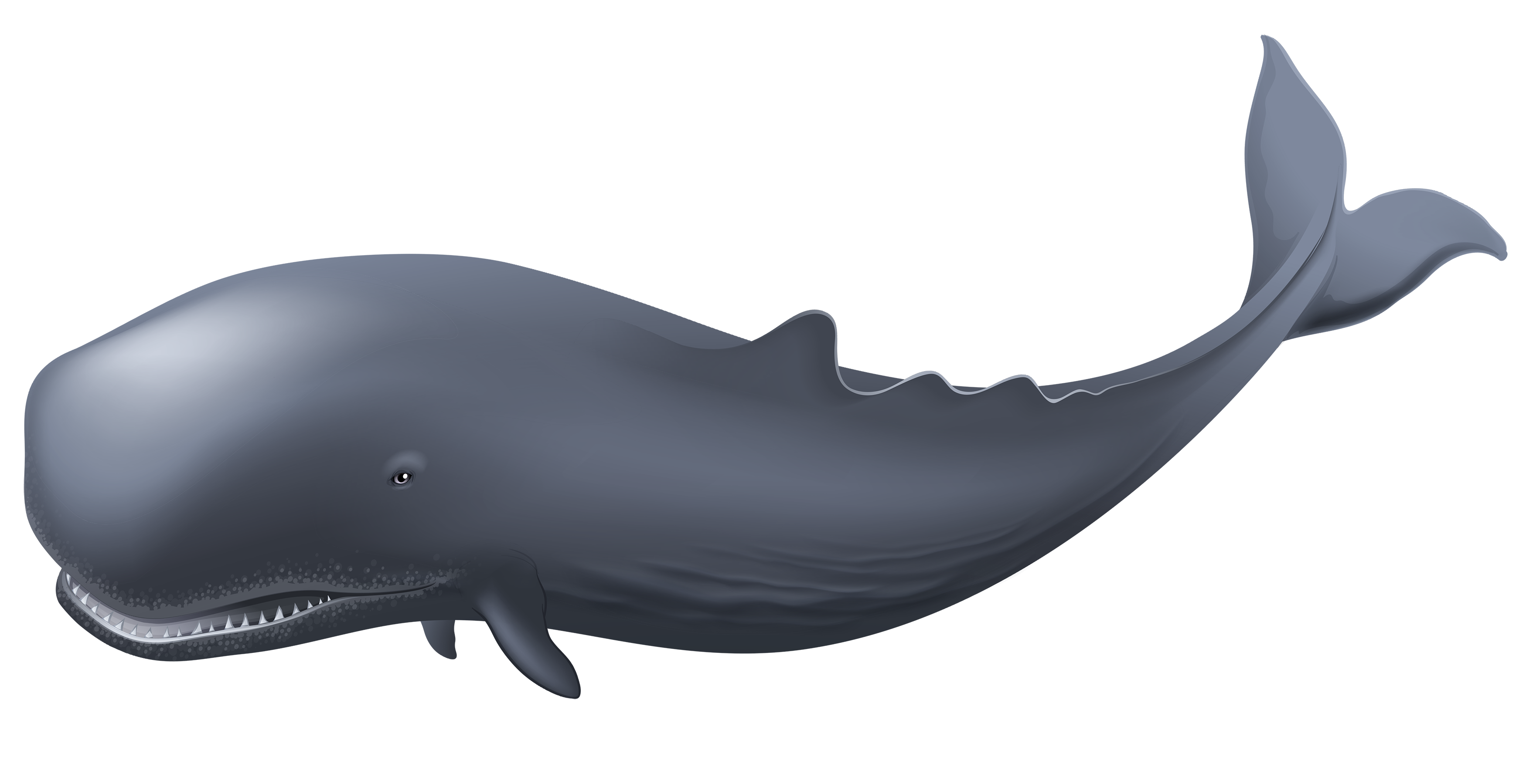 Blue Whale Clipart Transparent PNG Image