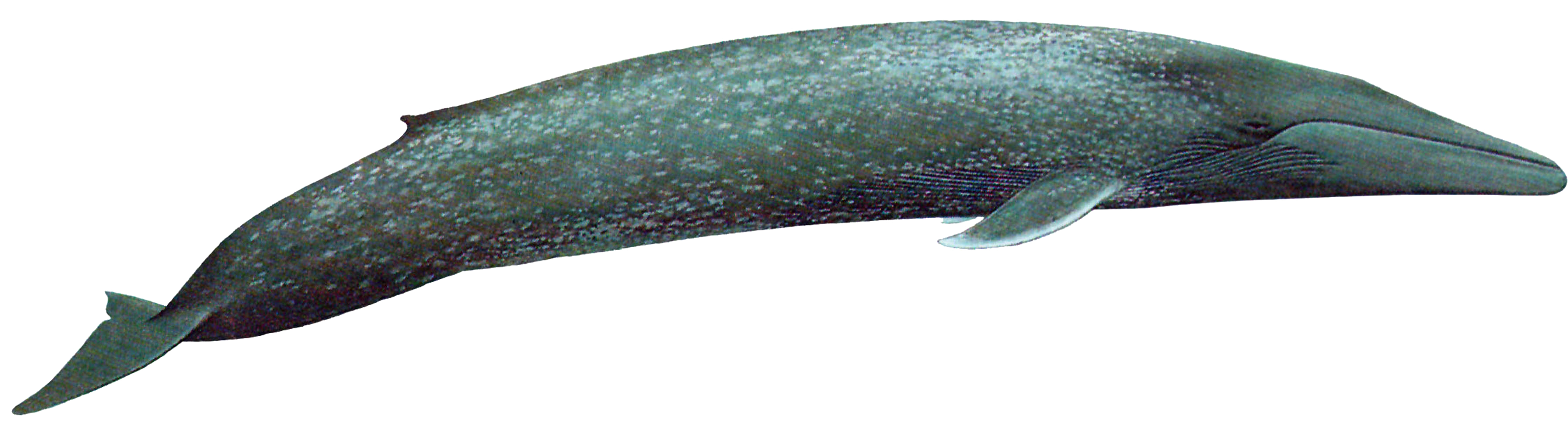 Blue Whale Transparent Picture Transparent PNG Image