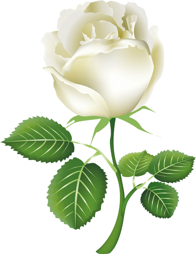 White Rose Picture Transparent PNG Image