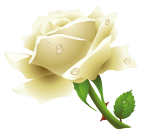 White Rose Png Image Transparent PNG Image