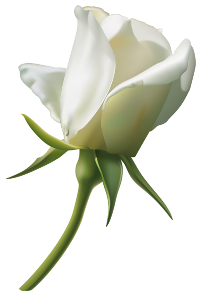 White Rose Bud Transparent PNG Image