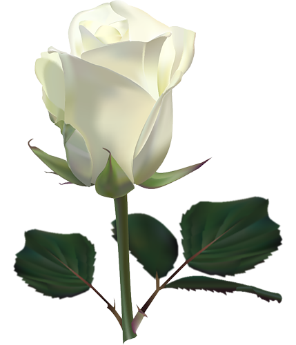 Single White Rose Transparent PNG Image