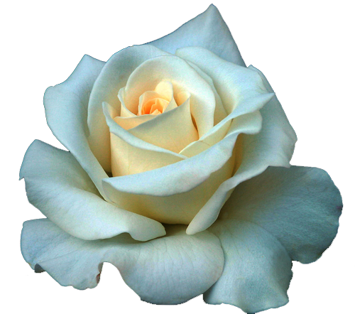 Full Grown White Rose Transparent PNG Image